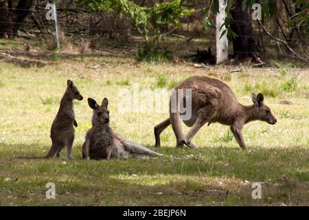 Mogo Australie, groupe de kangourous reposant sur l'herbe Banque D'Images