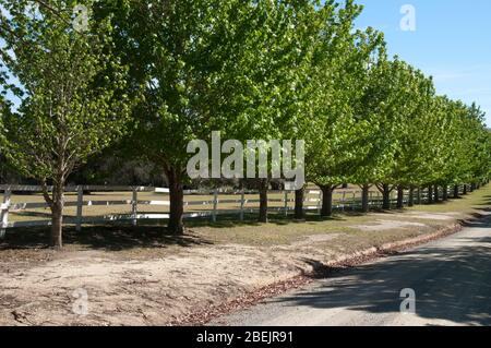 Mogo Australie, rangée d'arbres le long d'une route de terre, le printemps ensoleillé Banque D'Images