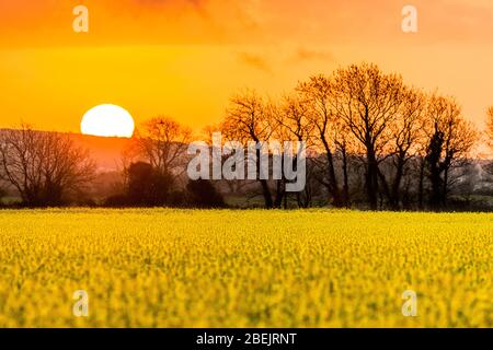 Shanagarry, Cork, Irlande. 14 avril 2020. Lever du soleil sur un champ de colza à Ballymaloe House and Farm à Shanagarry, East Cork, Irlande. - crédit; David Creedon / Alay Live News Banque D'Images