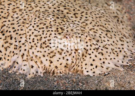 La semelle Finless (Pardachirus marmoratus) est située sur un terrain sablonneux, en mer Rouge, en Jordanie Banque D'Images