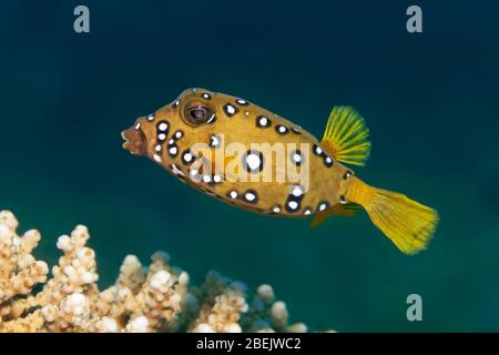 Boxfish jaune (Ostracion cubicus), forme de jeune, mer Rouge, Jordanie Banque D'Images