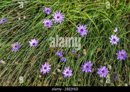 Fleurs délicates du jardin de la cornflower, Centaurea, à la fin de l'été Banque D'Images