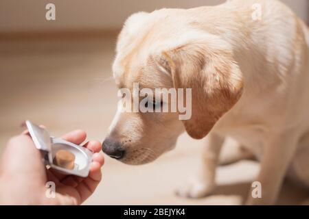 Chien race Labrador reçoit pilules, vitamines, délicatesse de la main du propriétaire. Concept animaux de compagnie et soins de santé. Banque D'Images