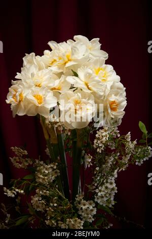 Jonquilles et spirea Bridal voile/buisson affichage dans vase avec fond sombre, bordeaux/vin. Installation et éclairage de studio Banque D'Images
