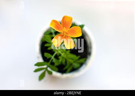 Un jeune marigold de fleur orange en pot isolé sur fond blanc. Vue de dessus Banque D'Images