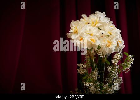 Jonquilles et spirea Bridal voile/buisson affichage dans vase avec fond sombre, bordeaux/vin. Configuration et éclairage du studio avec espace de copie Banque D'Images