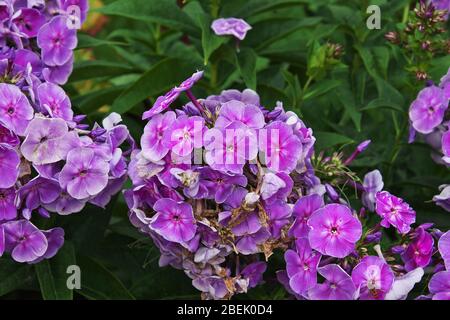 Fleurs dans les jardins et la maison de Powerscourt, Dublin, Irlande Banque D'Images