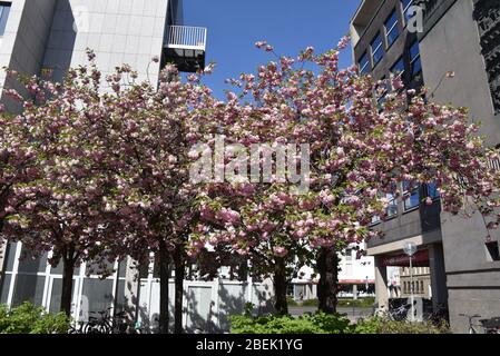 Cologne, Allemagne. 10 avril 2020. Un arbre fleuri avec des fleurs roses et blanches crédit: Horst Galuschka/dpa/Horst Galuschka dpa/Alay Live News Banque D'Images