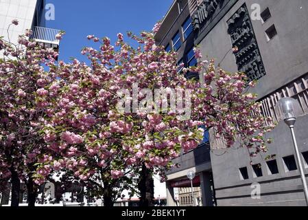 Cologne, Allemagne. 10 avril 2020. Un arbre fleuri avec des fleurs roses et blanches crédit: Horst Galuschka/dpa/Horst Galuschka dpa/Alay Live News Banque D'Images