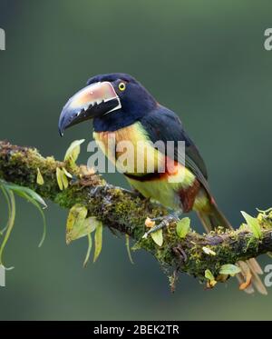 Aracari Toucan (Pteroglossus torquatus) perché sur une branche feuillue dans les forêts tropicales humides, Boca Tapada, Costa Rica Banque D'Images