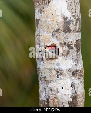 Pic à mouchetée noire, (Melanerpes pucherani) nichant dans un arbre dans les jungles du Costa Rica. Banque D'Images