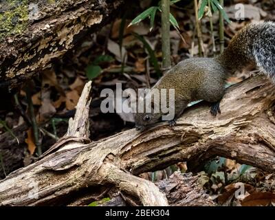 L'écureuil de Pallas, Callosciurus erythraeus, chasse pour la nourriture le long d'un bois tombé dans une forêt japonaise. Originaire d'Asie du Sud-est, ces écureuils sont des écureuils Banque D'Images