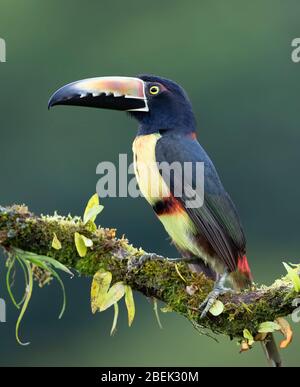 Aracari Toucan (Pteroglossus torquatus) perché sur une branche feuillue dans les forêts tropicales humides, Boca Tapada, Costa Rica Banque D'Images