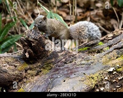 L'écureuil de Pallas, Callosciurus erythraeus, chasse pour la nourriture le long d'un bois tombé dans une forêt japonaise. Originaire d'Asie du Sud-est, ces écureuils sont des écureuils Banque D'Images