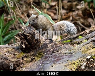 L'écureuil de Pallas, Callosciurus erythraeus, chasse pour la nourriture le long d'un bois tombé dans une forêt japonaise. Originaire d'Asie du Sud-est, ces écureuils sont des écureuils Banque D'Images