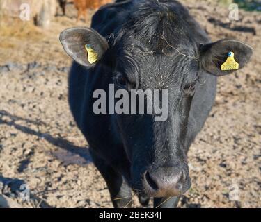 Trossachs, Royaume-Uni. 13 avril 2019. Photo: Une vache laitière noire très inquisitive vient à la clôture pour regarder la caméra. Elle est normalement utilisée pour les touristes passant, mais pendant le verrouillage, elle a eu peu d'interactions. En raison du verrouillage du Coronavirus (COVID-19) imposé par les gouvernements britannique et écossais, la police a fait respecter le verrouillage et les gens ont pris l'avertissement au sérieux, tous les points d'accès touristiques et de beauté étant cordonés avec des barrages routiers. Crédit : Colin Fisher/Alay Live News. Banque D'Images