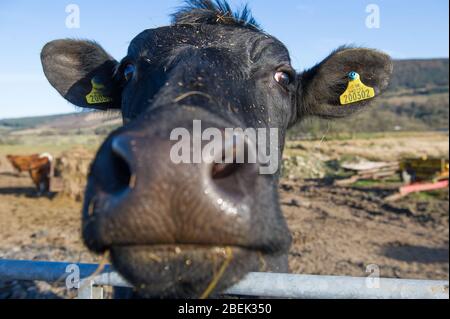 Trossachs, Royaume-Uni. 13 avril 2019. Photo: Une vache laitière noire très inquisitive vient à la clôture pour regarder la caméra. Elle est normalement utilisée pour les touristes passant, mais pendant le verrouillage, elle a eu peu d'interactions. En raison du verrouillage du Coronavirus (COVID-19) imposé par les gouvernements britannique et écossais, la police a fait respecter le verrouillage et les gens ont pris l'avertissement au sérieux, tous les points d'accès touristiques et de beauté étant cordonés avec des barrages routiers. Crédit : Colin Fisher/Alay Live News. Banque D'Images