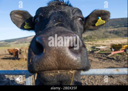 Trossachs, Royaume-Uni. 13 avril 2019. Photo: Une vache laitière noire très inquisitive vient à la clôture pour regarder la caméra. Elle est normalement utilisée pour les touristes passant, mais pendant le verrouillage, elle a eu peu d'interactions. En raison du verrouillage du Coronavirus (COVID-19) imposé par les gouvernements britannique et écossais, la police a fait respecter le verrouillage et les gens ont pris l'avertissement au sérieux, tous les points d'accès touristiques et de beauté étant cordonés avec des barrages routiers. Crédit : Colin Fisher/Alay Live News. Banque D'Images