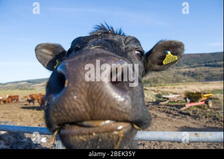 Trossachs, Royaume-Uni. 13 avril 2019. Photo: Une vache laitière noire très inquisitive vient à la clôture pour regarder la caméra. Elle est normalement utilisée pour les touristes passant, mais pendant le verrouillage, elle a eu peu d'interactions. En raison du verrouillage du Coronavirus (COVID-19) imposé par les gouvernements britannique et écossais, la police a fait respecter le verrouillage et les gens ont pris l'avertissement au sérieux, tous les points d'accès touristiques et de beauté étant cordonés avec des barrages routiers. Crédit : Colin Fisher/Alay Live News. Banque D'Images