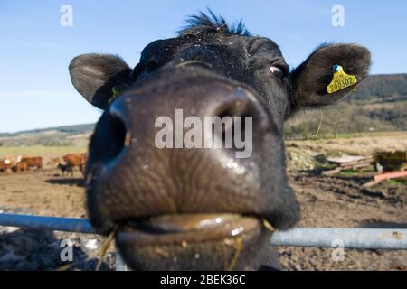 Trossachs, Royaume-Uni. 13 avril 2019. Photo: Une vache laitière noire très inquisitive vient à la clôture pour regarder la caméra. Elle est normalement utilisée pour les touristes passant, mais pendant le verrouillage, elle a eu peu d'interactions. En raison du verrouillage du Coronavirus (COVID-19) imposé par les gouvernements britannique et écossais, la police a fait respecter le verrouillage et les gens ont pris l'avertissement au sérieux, tous les points d'accès touristiques et de beauté étant cordonés avec des barrages routiers. Crédit : Colin Fisher/Alay Live News. Banque D'Images