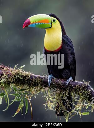 Toucan à la facture de keel (Ramphastos sulfuratus), à proximité perché sur une branche mossy dans les forêts tropicales, Boca Tapada, Laguna de Lagarto Lodge, Costa Rica Banque D'Images