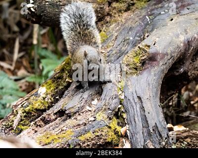 L'écureuil de Pallas, Callosciurus erythraeus, chasse pour la nourriture le long d'un bois tombé dans une forêt japonaise. Originaire d'Asie du Sud-est, ces écureuils sont des écureuils Banque D'Images