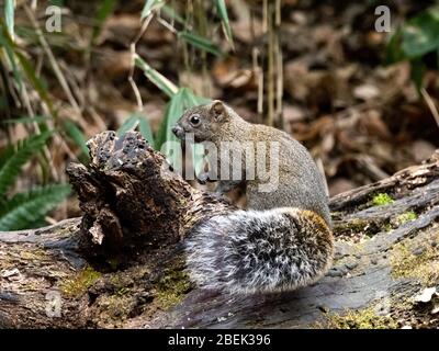 L'écureuil de Pallas, Callosciurus erythraeus, chasse pour la nourriture le long d'un bois tombé dans une forêt japonaise. Originaire d'Asie du Sud-est, ces écureuils sont des écureuils Banque D'Images