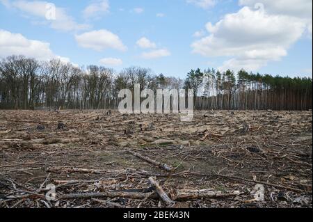 04 avril 2020, Brandenburg, Märtensmühle: Les branches et les troncs brûlés et charrisés se trouvent sur le sol forestier. Entre Hennickendorf et Märtensmühle dans le quartier Nuthe Nieplitz, le feu de forêt a fait rage en 2019. Entre-temps, le reboisement est fait étape par étape. Photo: Annette Riedl/dpa-Zentralbild/ZB Banque D'Images