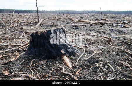 04 avril 2020, Brandenburg, Märtensmühle: Une souche de bois scié s'élève du plancher forestier de Nuthe-Nieplitz entre Märtensmühle et Hennickendorf. Ici, de grandes zones de forêt ont été brûlées en 2019. Aujourd'hui, le reboisement se répète lentement. Photo: Annette Riedl/dpa-Zentralbild/ZB Banque D'Images