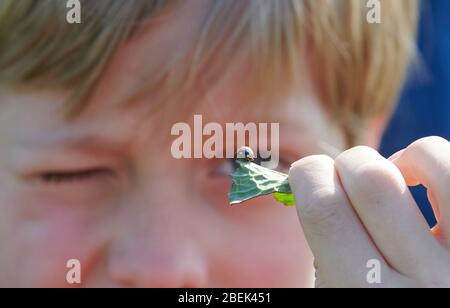 04 avril 2020, Brandebourg, Märtensmühle: Un enfant tient un coccinelle assis sur une feuille. Les enfants sont souvent fascinés par la belle couleur rouge et les points de ces coléoptères. Photo: Annette Riedl/dpa-Zentralbild/ZB Banque D'Images