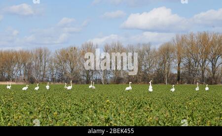 04 avril 2020, Brandenburg, Märtensmühle: Beaucoup de cygnes utilisent les champs près de Trebbin et y rassemblent. Photo: Annette Riedl/dpa-Zentralbild/ZB Banque D'Images