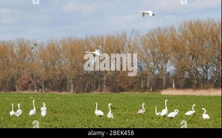 04 avril 2020, Brandenburg, Märtensmühle: Beaucoup de cygnes utilisent les champs près de Trebbin et y rassemblent. Photo: Annette Riedl/dpa-Zentralbild/ZB Banque D'Images