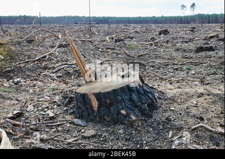 04 avril 2020, Brandenburg, Märtensmühle: De nombreuses souches de bois sciés dépassent du plancher forestier de Nuthe-Nieplitz entre Märtensmühle et Hennickendorf. Ici, de grandes zones forestières ont été brûlées en 2019. Aujourd'hui, le reboisement se répète lentement. Photo: Annette Riedl/dpa-Zentralbild/ZB Banque D'Images