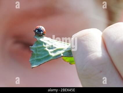 04 avril 2020, Brandebourg, Märtensmühle: Un enfant tient un coccinelle assis sur une feuille. Les enfants sont souvent fascinés par la belle couleur rouge et les points de ces coléoptères. Photo: Annette Riedl/dpa-Zentralbild/ZB Banque D'Images