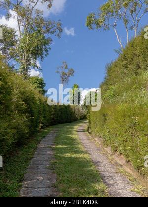 Ascension de voiture, en pierre et herbe, avec mur d'arbres des deux côtés, ciel bleu, Petropolis, Rio de Janeiro, Brésil Banque D'Images