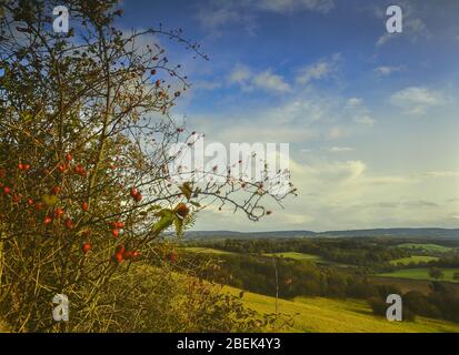 La vue de Newlands Corner dans les collines de Surrey, Surrey, Angleterre, Royaume-Uni Banque D'Images