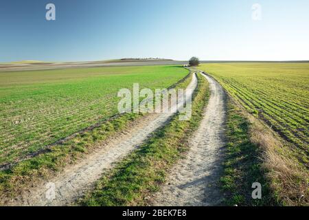 Une longue route de terre à travers les champs verts, horizon et ciel bleu Banque D'Images