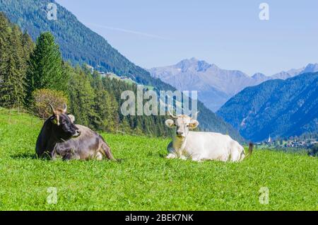 vaches de pâturage, vaches blanches, noires et brunes, râper l'herbe dans les hautes montagnes Banque D'Images