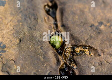 Escargot vert émeraude vivant dans la fissure d'un rocher de la baie Kimmeridge, Royaume-Uni. Banque D'Images