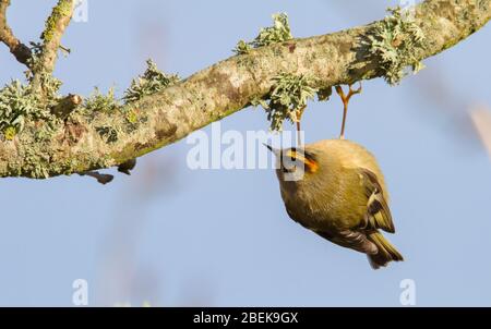 Acrobatique Goldcrest, Regulus regulus, suspendu suspendu à une succursale à la recherche d'insectes, nourriture. Prise à Stanpit Marsh UK Banque D'Images