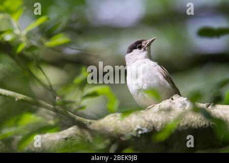 Un Blackcap, Sylvia atricapilla, perché sur une branche d'un arbre regardant latéralement sur son épaule. Prise à Stanpit Marsh UK Banque D'Images