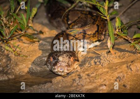 Concours de starting avec un python réticulé pendant un safari nocturne sur la rivière Kinabatangan, Bornéo malaisien. Banque D'Images