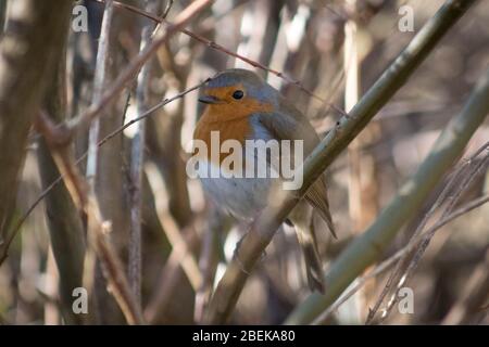 Curieux Robin assis sur la branche de Blashford Lakes, Royaume-Uni. Banque D'Images