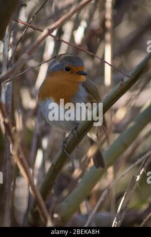 Curieux Robin assis sur la branche de Blashford Lakes, Royaume-Uni. Banque D'Images