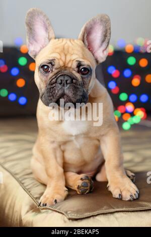 Le bourdogue français assis sur le canapé en regardant la caméra. Drôle curieux chien entouré de lumières de Noël floues sur fond. Banque D'Images