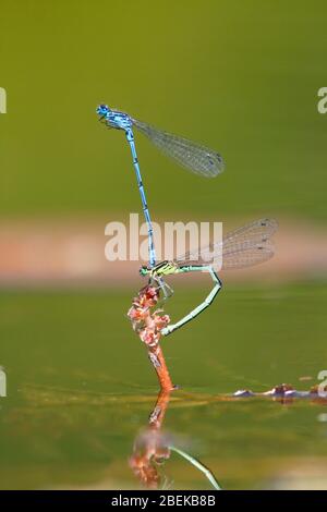 DES ŒUFS pondus AUX DAMSELMOUCHES D'AZUR (Coenagrion puella), West Yorkshire, Royaume-Uni. Banque D'Images