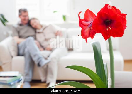 Heureux couple mûr sur un canapé dans un salon à la maison - se concentrer sur la fleur d'amaryllis rouge au premier plan Banque D'Images