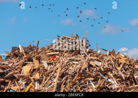 Grande pile de bois usagé sur un dépôt de déchets avec des oiseaux qui volent par Banque D'Images