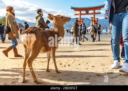 Un peu plus près Deer détendez-vous au soleil dans le Miyajima en vacances à Hatsumode japonais du nouvel an. Banque D'Images