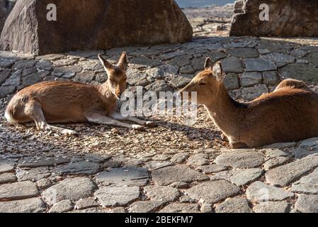 Un peu plus près Deer détendez-vous au soleil dans le Miyajima en vacances à Hatsumode japonais du nouvel an. Banque D'Images